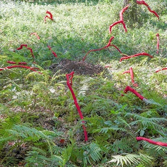 中田 芳聖 (Nakada Hosei) 